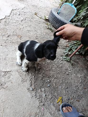 Иттер: Продаются щенок спаниеля мальчик, возраст 1 месяц. Активные, красивые — 4