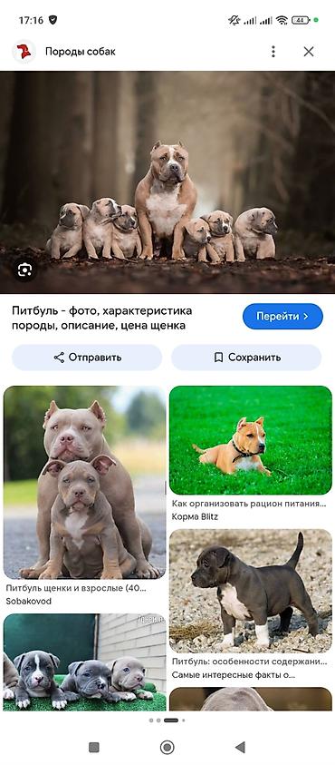 бойцовский кури: Куплю щенок питбулья — 1