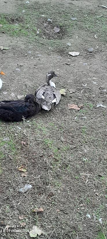 cüce satışı: Əvvəla Salam aleykum rəngli səsli ördəklər satılır ağlar satılmır öz — 8