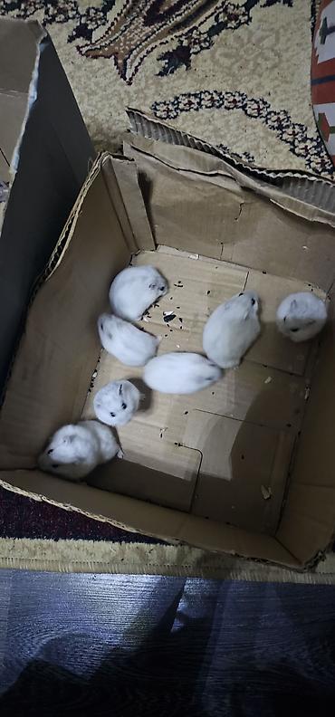 Gəmiricilər: Hamsterlər (Djungarian tipli) - Rənglər: ağ, boz və qarışıq naxışlı — 8