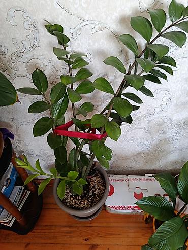ev bitkisi: Zamioculcas (ZZ bitkisi) – dekorativ ev bitkisi - Boy: təxminən 70–90 — 1