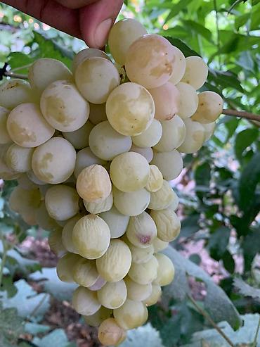 Фрукты и ягоды: Черенки винограда для проращивания из них саженцев. Имеется около 10 — 8