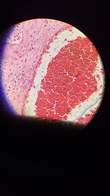 Ostali medicinski proizvodi: Mikroskop Zeiss Fluorescentni Nemam trafo za njega U funkciji Kao sa — 9