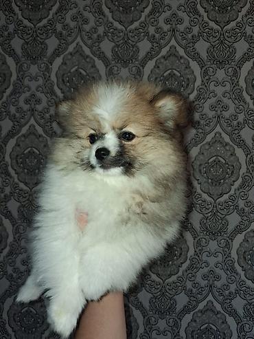 Продажа собак: Шпиц, 2 месяца, Самка — 1