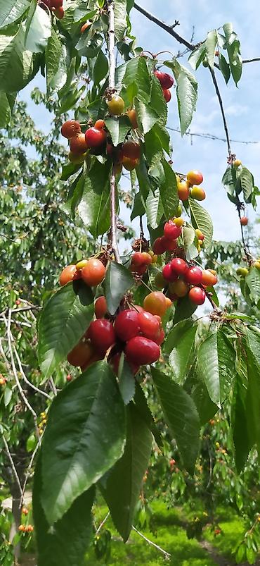 Клубника: Клубника — 14