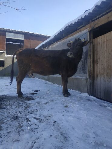 Коровы, быки: Продаю | Корова (самка) | Алатауская, Айрширская | Для разведения, Для молока | Стельные
