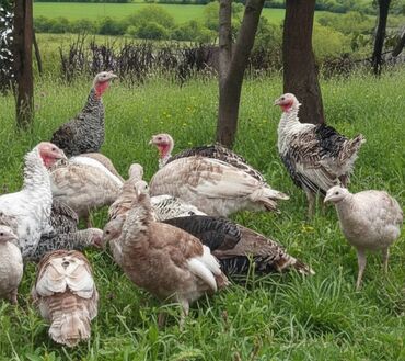 продажа собак в баку: Tam sağlam heyvanlardır.Hem yemle hemde otlamaqla bəslənilir.Kom alana