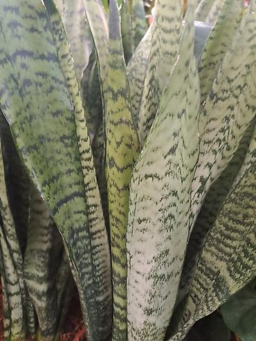 Ostale kućne biljke: Sanseverije, velike, kvalitetne biljke, Sanseverije sa prve tri slike — 6