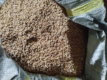 стеллаж для цветов бишкек: Пшеница осений кормовой сорть Тихон . кг 30сом
