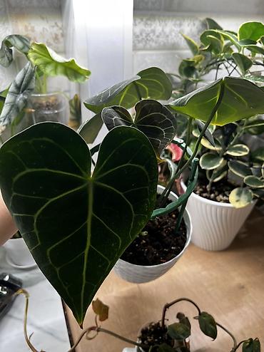 Хойи: Фитолампа 600сом 15 ватт длина 0,9м. Фитильный горшок новые обьем 0,5 — 8