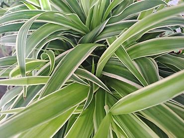 Ostale kućne biljke: Palma Shamadorea sa prve tri slike je 800, Chlorophytum sa cetvrte je — 9