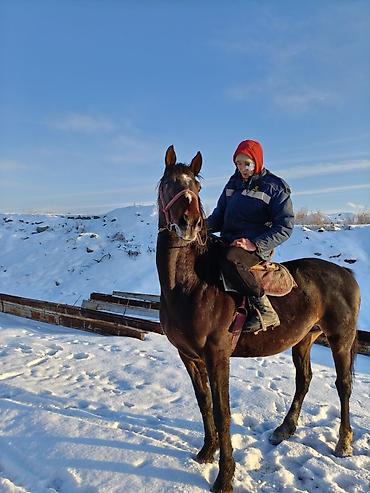 Лошади, кони: Продаю | Конь (самец) | Рабочий — 1