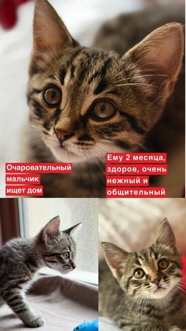 котята в добрые руки баку: Табби, Самец, В добрые руки
