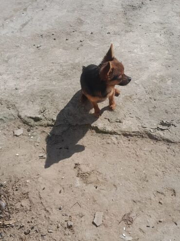 golden it cinsi: Çixuahua, 9 ay, Erkek