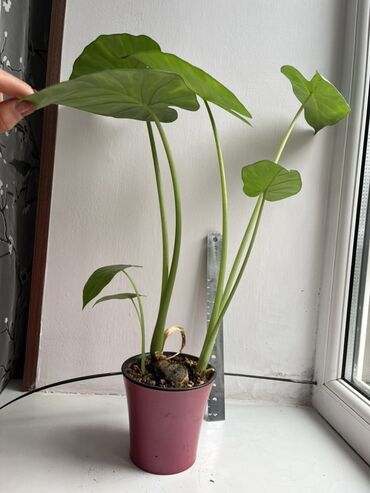 Алоказии: Алоказия (скорее всего Арма) Хорошо укорененные детки, при хорошем — 7