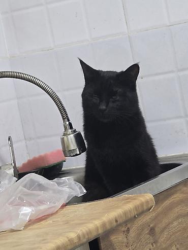 кошка черная: Кошка даром: Беспородная, 2 года, Мальчик, Приучена к лотку — 3