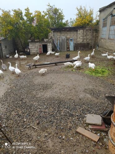 Digər quşlar: Qazlar satılır diri çəkisi 6 ya 7 kilodur tam sağlam heyvanlar dir 44