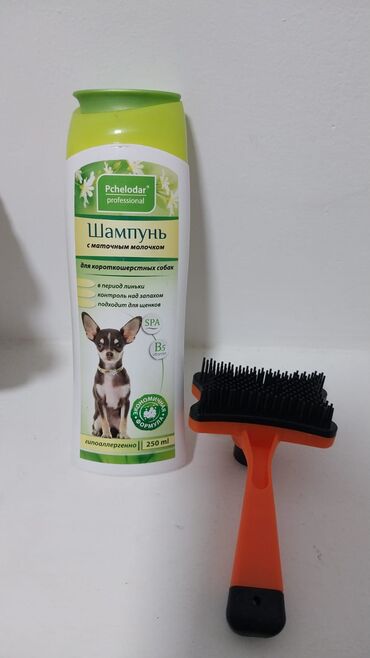 İtlər: Pudel, 3 ay, Erkek — 12