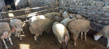 где продают собак: Qoyun sürüsü satılır - Növ: qarışıq ətlik/südlük yerli cinslər