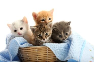 кошка турецкая ангора: 1 месяц, Мальчик