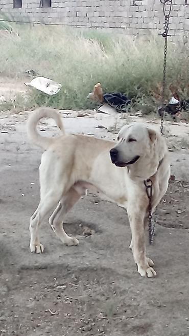 tap az itler kangal: Qurdbasar, 3 il, Erkək, Peyvəndli, Rayonlara çatdırılma — 5