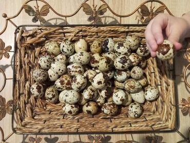 Zdrava hrana: U stalnoj ponudi uvek sveža i lekovita jaja japanskih prepelica. Cena — 4