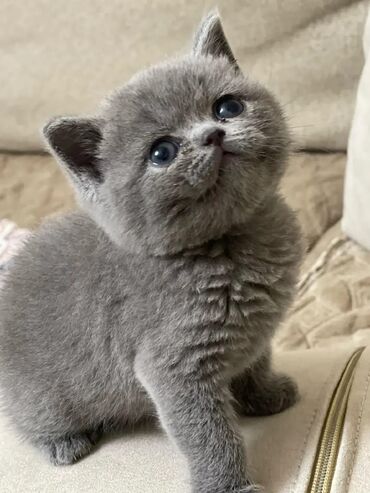 Pişiklər: Britan yastı qulaq, Erkək, Dişi, Yaxşı əllərə, Ünvandan götürmə, Pulsuz çatdırılma, Ödənişli çatdırılma — 83