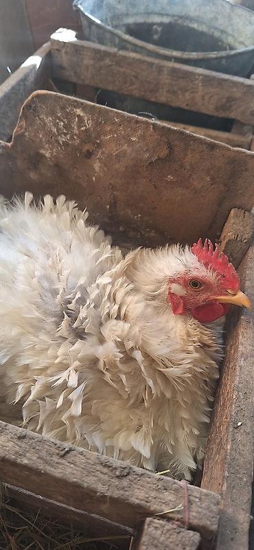 Куры, петухи: Продаю | Куры | Для разведения — 9