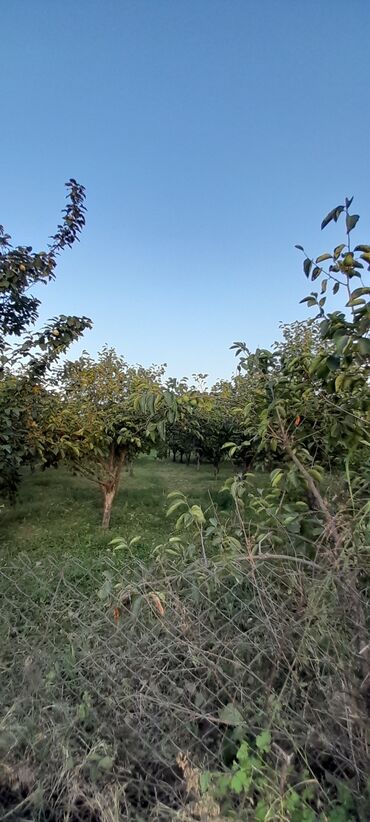 Həyət evləri və villaların satışı: 6 otaqlı, 270 kv. m, Yeni təmirli — 24