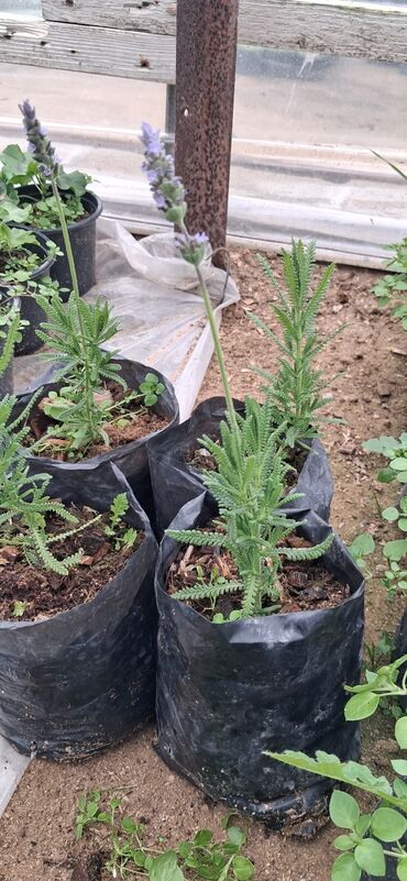 Tinglər: Lavanda (Lavandula) tingləri – ətirli, dekorativ və faydalı çoxillik — 4