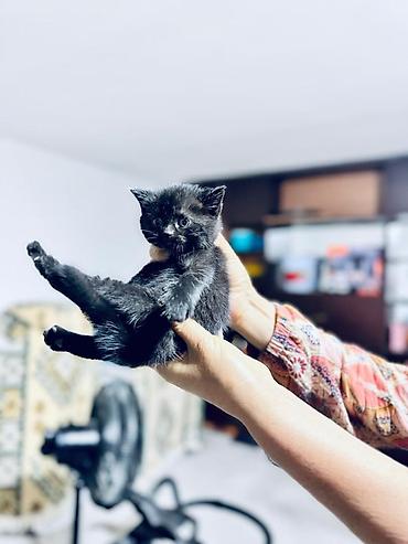 Мышыктар: Продаются котята шотландской вислоухой кошки. Заходи! Возраст: 1 месяц — 6