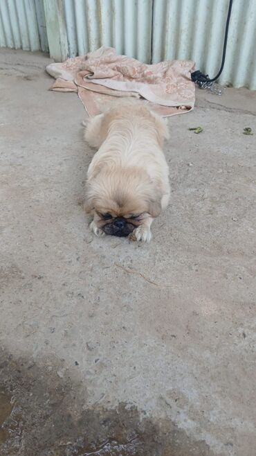 İtlər: Pekines, 2 il, Erkek, Peyvəndli, Ünvandan götürmə
