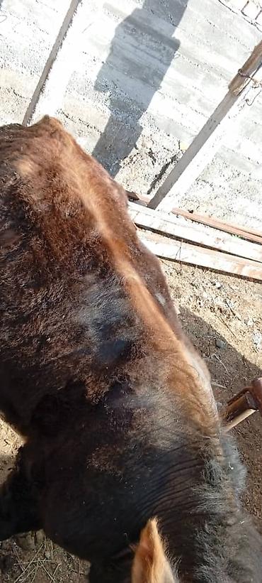 Коровы, быки: Продаю | Корова (самка) — 8