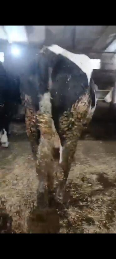 Inəklər, öküzlər: Salam aleykum super 2 dene iney diler cüt 6400 diyilir razılaşmaq olar — 9