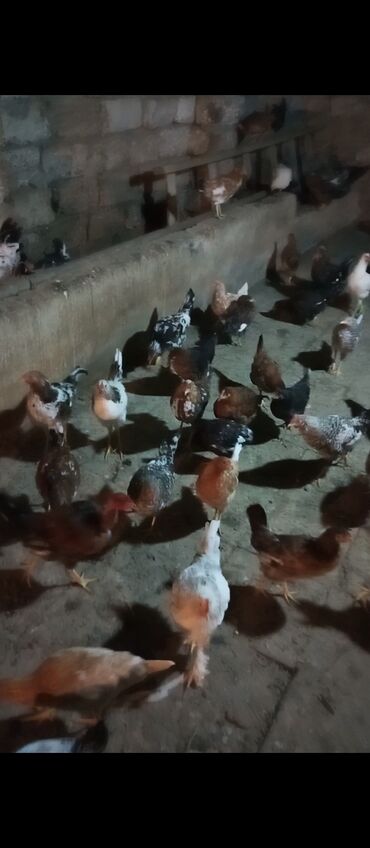 Toyuqlar: Yemləmə yerləri ilə təmin edilib. - Yumurtalıq və ətlik məqsəd uyğun — 3