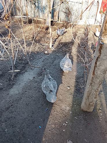 Ördəklər: Salam heyvanlar kom satilir 5feredi 1de erkey yumurtaya hazir -da lalafo.az — 12 Ördəklər: Salam heyvanlar kom satilir 5feredi 1de erkey yumurtaya hazir — 12