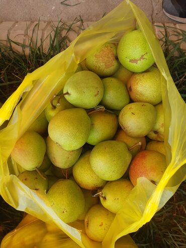 73 объявлений: Лесная красавица продам оптом
Иссыккуль село Фрунзе