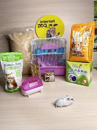 Хомяки: Продаются хомячки ручные. В нашем питомнике вы можете приобрести — 23