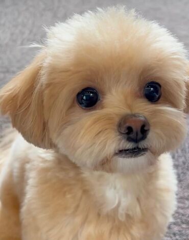 İtlər: 4 ay, Dişi, Peyvəndli, Ünvandan götürmə — 14