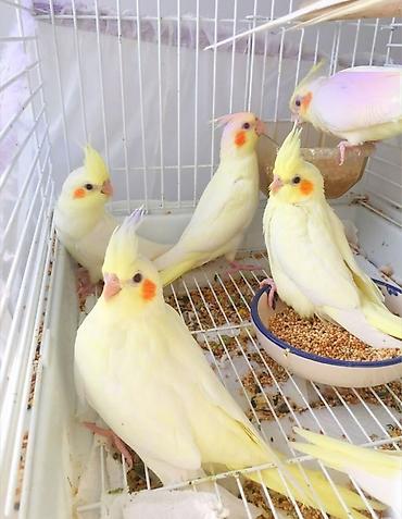 Tutuquşları: 🦜 Salam! Hazır əl quşlarımız mövcuddur 🗣️ Danışdirmaq üçün Sultan — 2