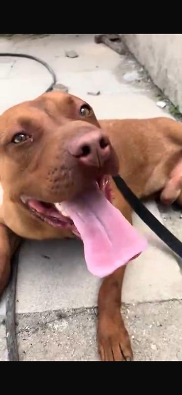 pitbul itlər: Pitbul, Erkək — 2