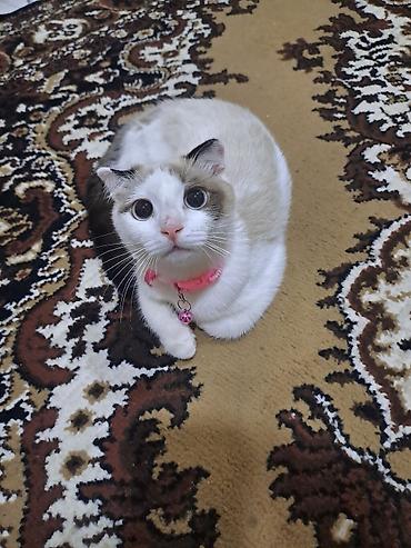 Cox agıllı və mehriban pişiydi qum tərbiyəsi var tər təmizdi qird lalafo.az -da Cox agıllı və mehriban pişiydi qum tərbiyəsi var tər təmizdi qird
