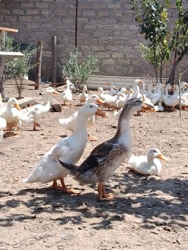 ruan ördək: Satılır: 3 aylıq iri ördək balaları ( Pekin - Kuban) 🔴 ✅ Sağlam