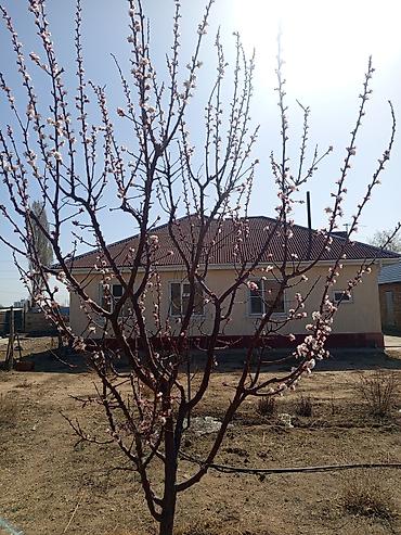 ул фрунзе бишкек: Продаётся одноэтажный жилой дом с приусадебным участком. - Отдельно — 4