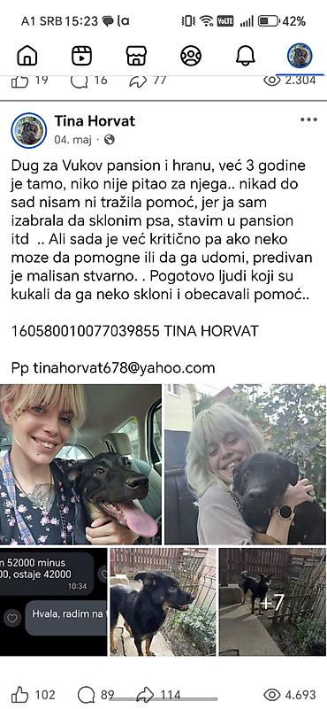 pudlice slike: Udomljavanje psa – mladi mužjak mešanac, srednjeg rasta - Starost — 1