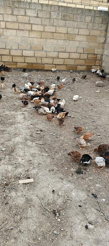 Kənd təsərrüfatı quşları: Toyuq cücələri, Damazlıq — 1