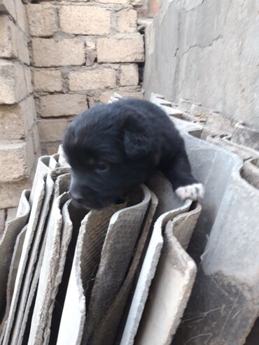 İtlər: Zvanok cinsi balalar satışda. - Şirin, aktiv və sosial balalar – qara — 4