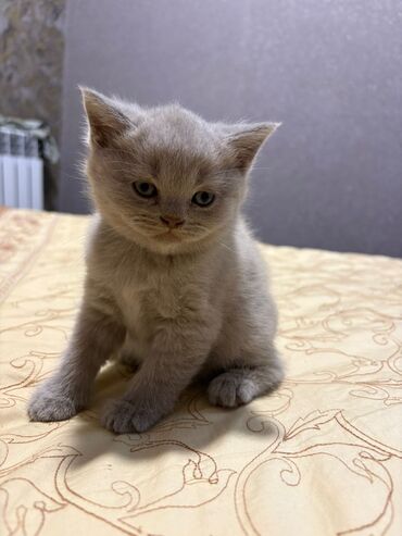 котята в добрые руки: Britan