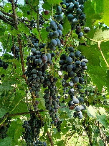 дробленная кукуруза: Виноград. На сок/компот/вино и для потребления в пищу