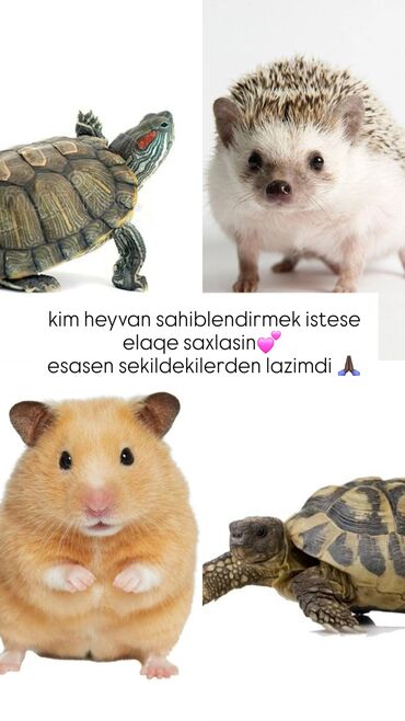 Ev heyvanları sahibləndirmə istəyənlər üçün axtarış elanıdır. Şəkildə